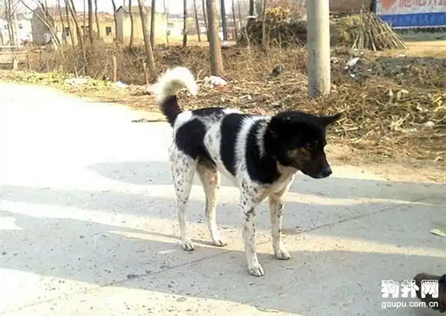 黑白花斑中华田园犬,帅到没狗友_土狗图片_狗扑中华田园犬网