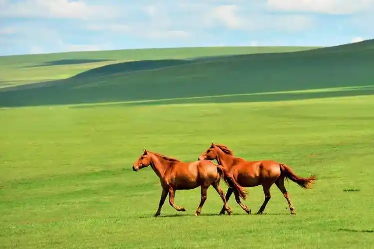 星空推荐|中国最美的六大草原