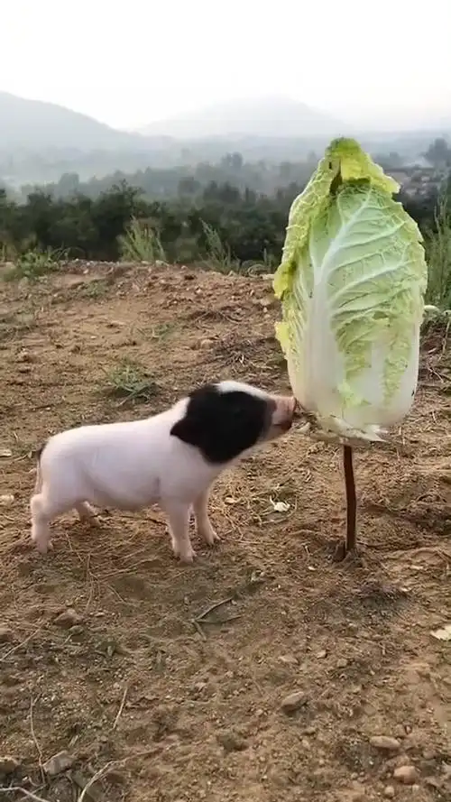 刚满月就出来拱白菜了,这猪真敬业#我是首席搞笑官-vlog视频-搜狐视频