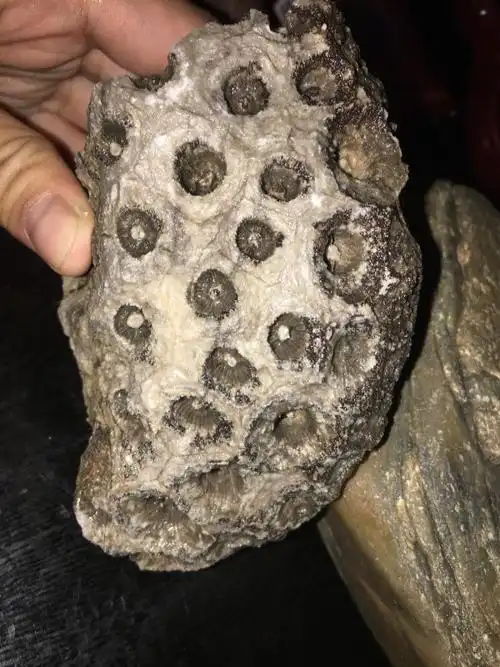 石头上有均匀的洞且洞像贝壳