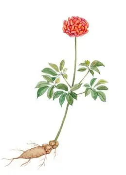 中药材三七图片