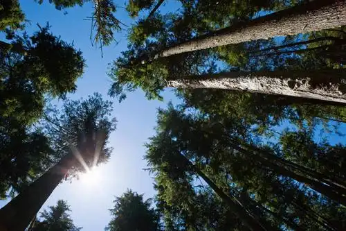 无人,横图,室外,白天,仰视,旅游,度假,美景,森林,树林,太阳,植物