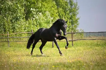 黑骏马运行上的绿草和绿树背景照片