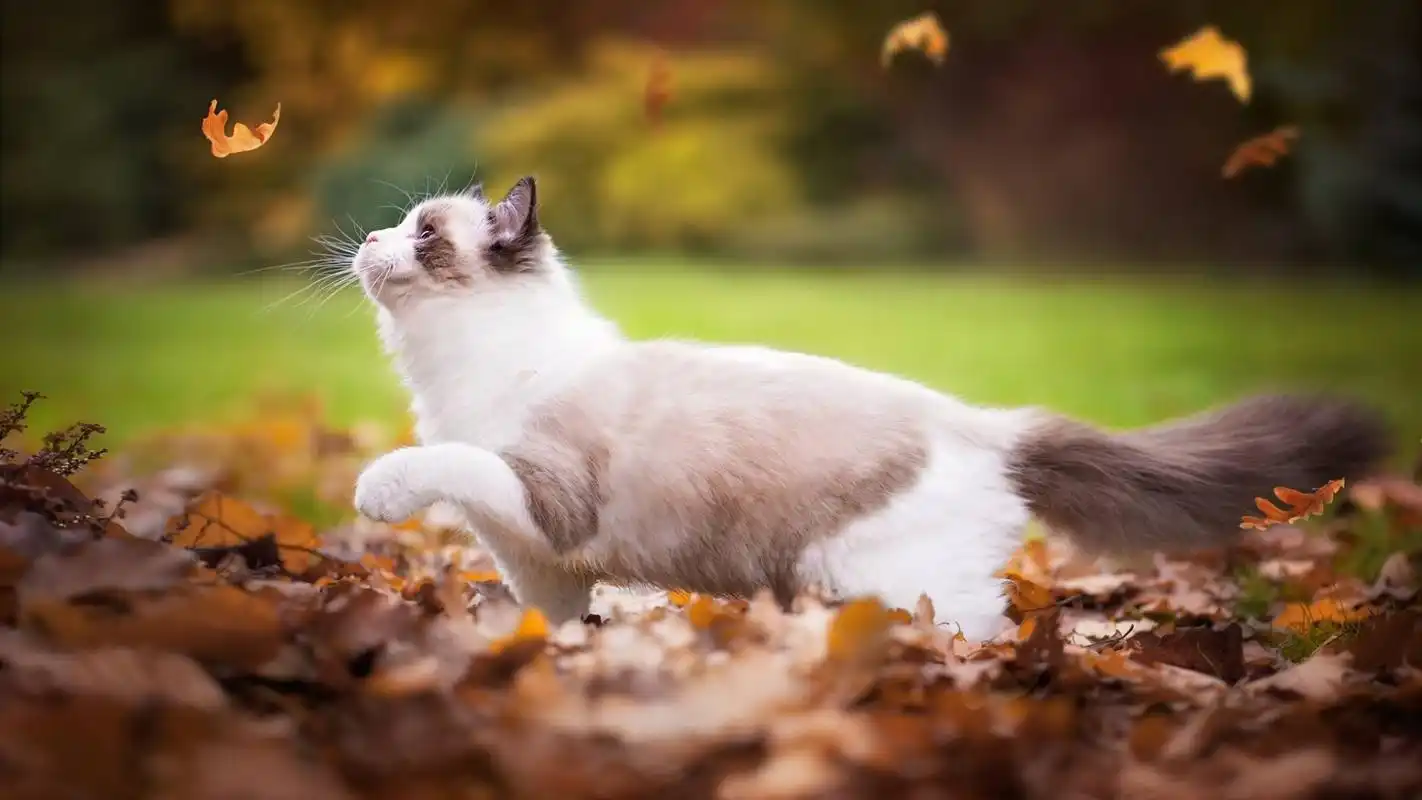 美丽优雅的布偶猫高清桌面壁纸