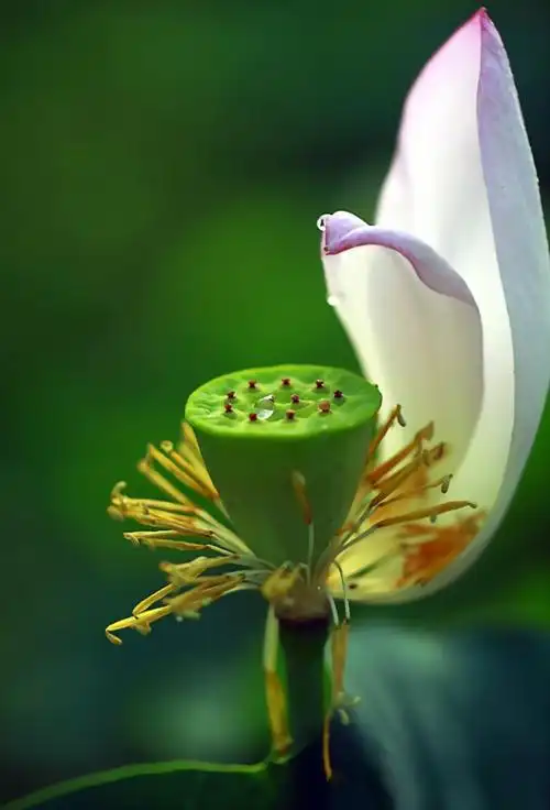 高雅脱俗的荷花