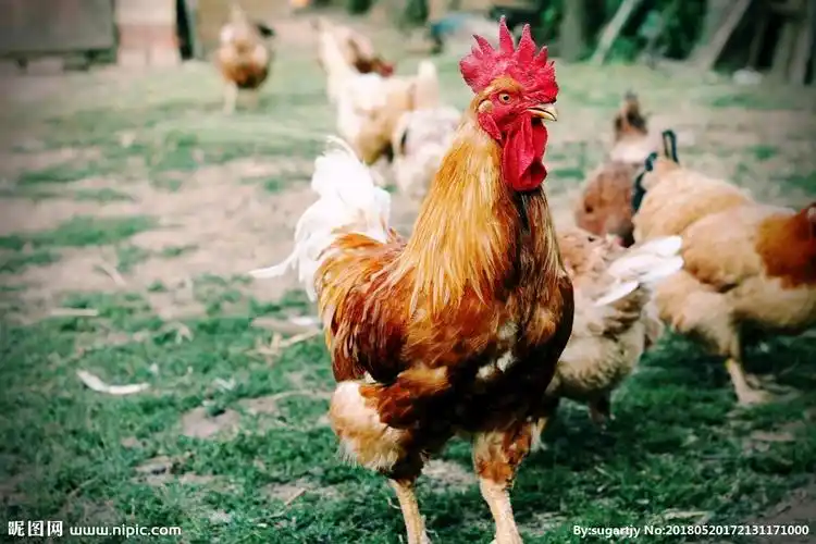 公鸡摄影图__家禽家畜_生物世界_摄影图库_昵图网nipic.com