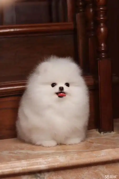 3个月的博美犬1000元(公母均有)