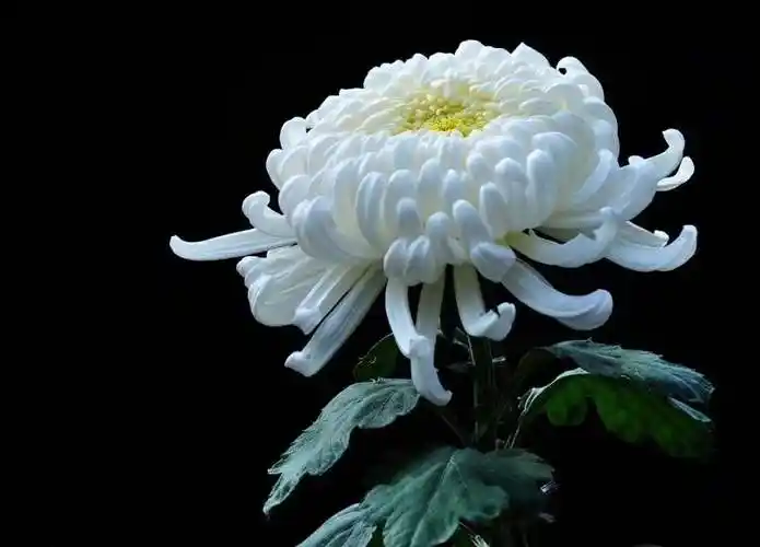 菊花有很多不同的颜色,而白菊花通常代表着悼念追思的意思,代表着对