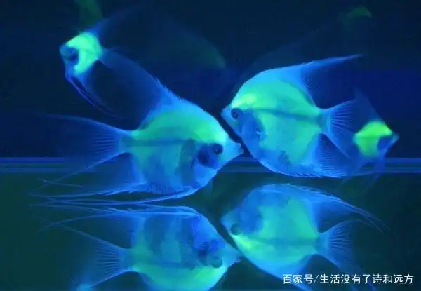 深海鱼类通过发光,可以辨识同类,还可以吸引和捕食其他小鱼,同时还能