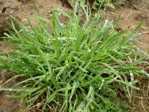 麦田6大禾本科杂草鉴定技巧!