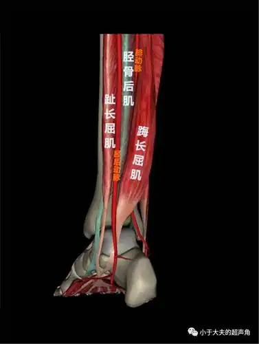 【超声解剖】你了解小腿后方深层肌群吗?