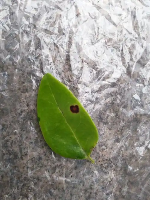 10,金森女贞褐斑病