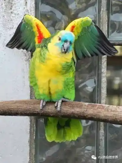 至此,它还是离不开,它只是一只黄翼蓝帽