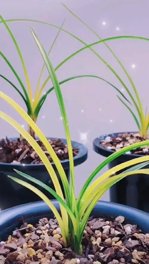 兰花#精品惠兰黄心草