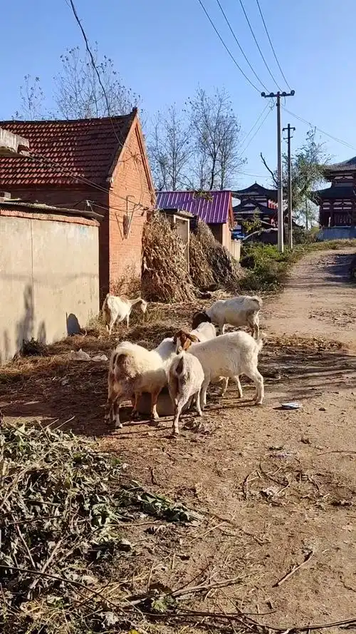留守在农村老家的有年人,靠着放羊
