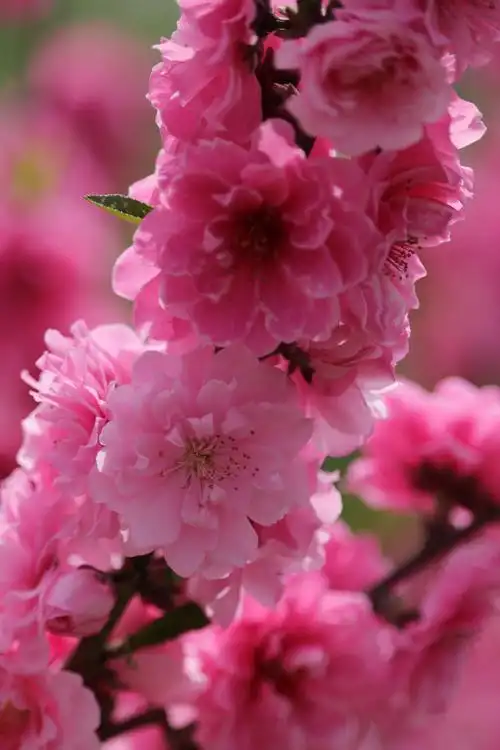 桃花源里桃花红艳艳