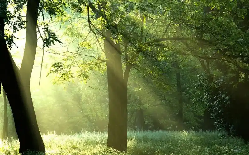 治愈系小清新明媚阳光穿过森林绿色护眼桌面壁纸(一)-风景壁纸-手机