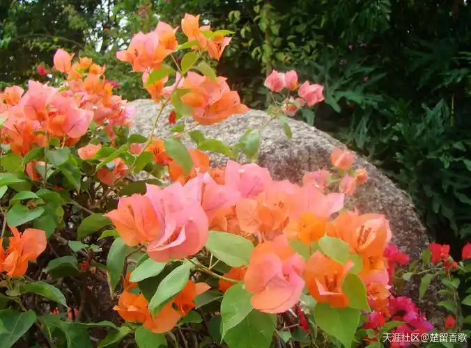 天涯花色美,8《杜鹃花》