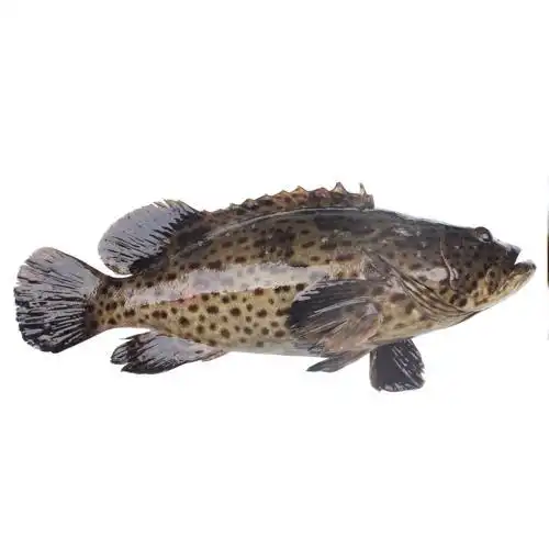 元/斤 海南地区:本周海南地区石斑鱼价格大幅上涨,其中珍珠斑最为明显