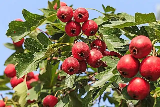 秋天成熟的有哪些农作物