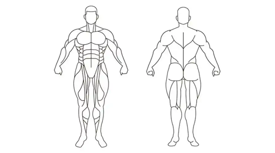 肌肉要如何搭配训练才能有效果呢