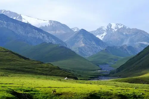 雪山,草地,牛羊,很梦幻的风景
