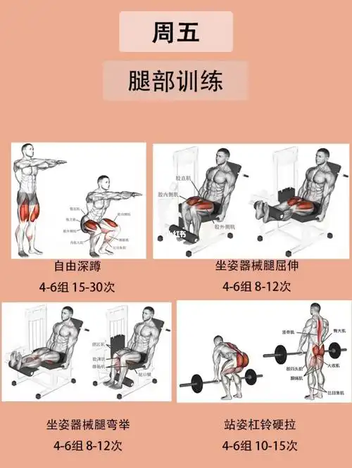 高效的腿部训练,帮你打造哇塞的腿部肌肉!