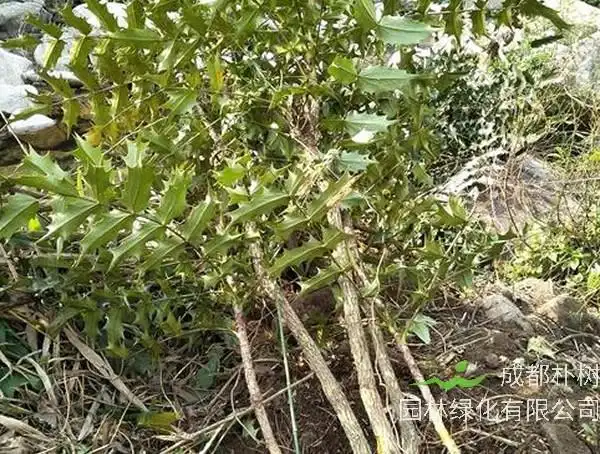 木黄连的功效与副作用有哪些