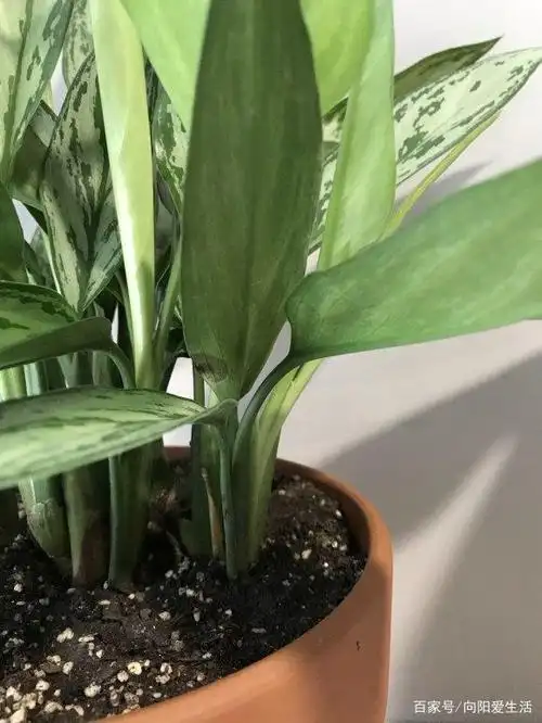 这5种绿植,不开花,四季常绿,适合当盆栽,养在家里绿意十足