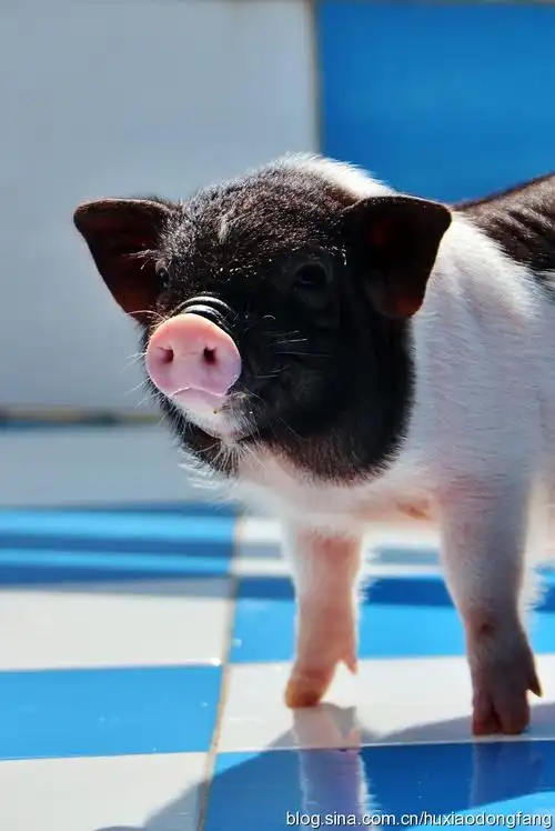 超萌可爱的迷你麦兜猪