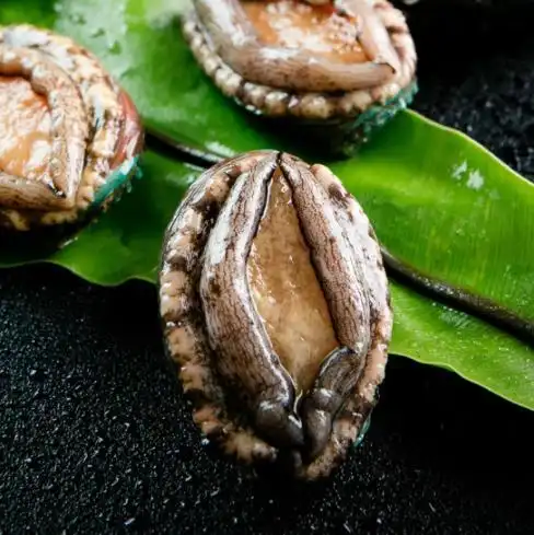 许许多多的人开始吃起了海鲜,因此海鲜的种类之一的鲍鱼也开始被人所