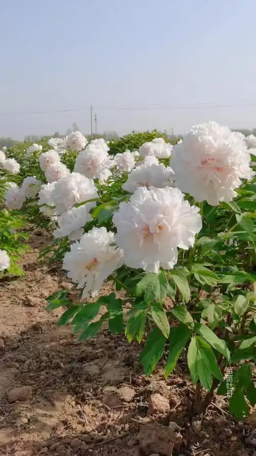 白色的牡丹品种景玉又叫赛雪塔美