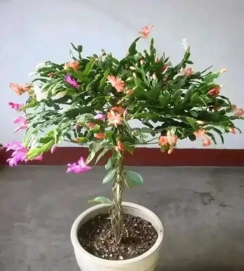 叶仙嫁接蟹爪兰注意这一点既能安全度夏又能长花芽