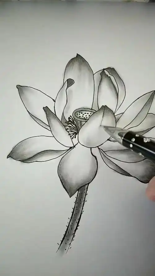 创意简笔画#黑白素描莲花盛开-度小视