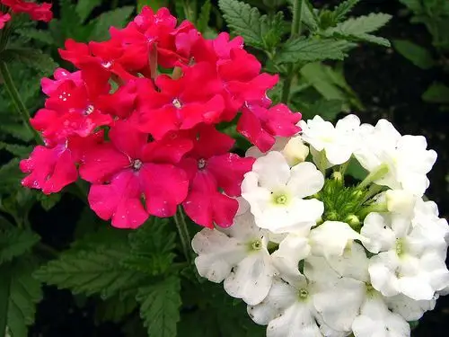 宿根美女樱 #花卉