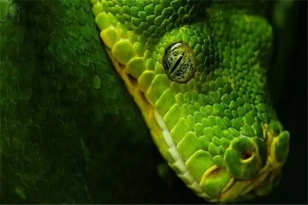 东北83年绿蟒事件绿蟒出世咬伤众人