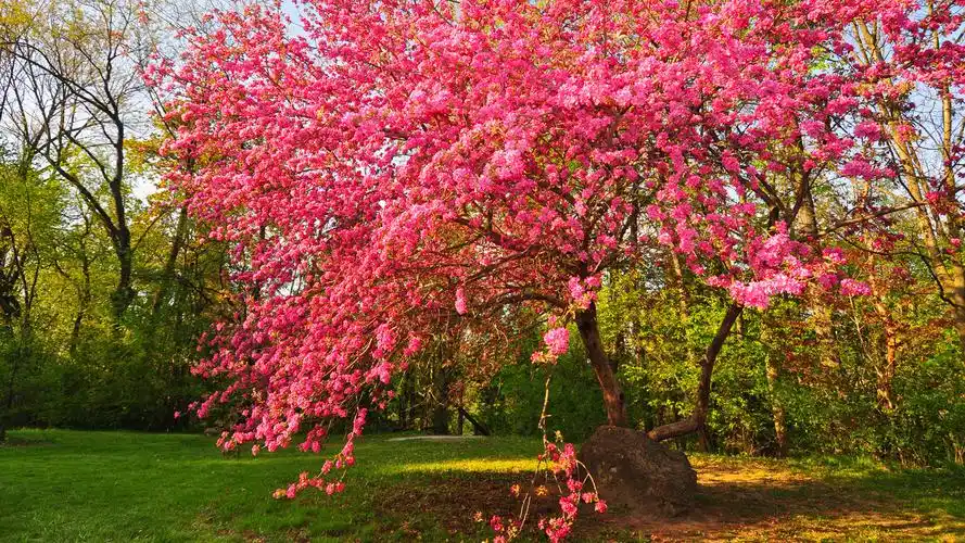 春天自然风景桌面壁纸高清大图预览1920x1080_风景壁纸下载_美桌网