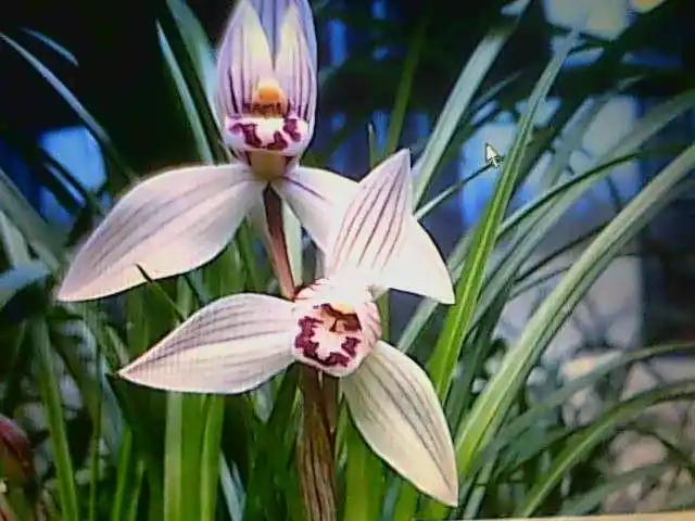 1500万元兰花将再次诞生