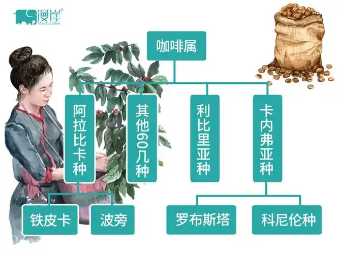 漫崖咖啡|一些你可能不知道的咖啡基础知识