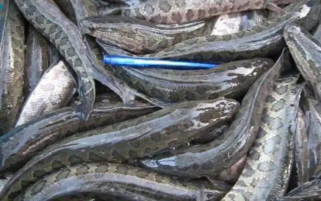 黑鱼种类及图片大全 - 百科 - 酷钓鱼