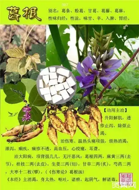中草药名称大全(调经中草药名称大全)