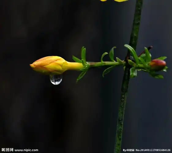 格式:jpg颜色:rgb10共享分举报收藏立即下载×关 键 词:花和雨 花朵