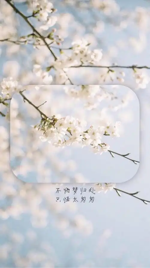 文字唯美花卉背景配图