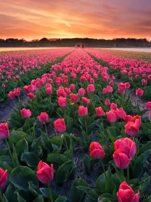 荷兰最美郁金香花园93本月700万朵鲜花已开