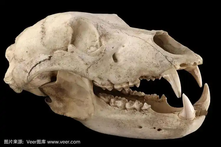 熊,颅骨,分离着色,黑色背景,水平画幅