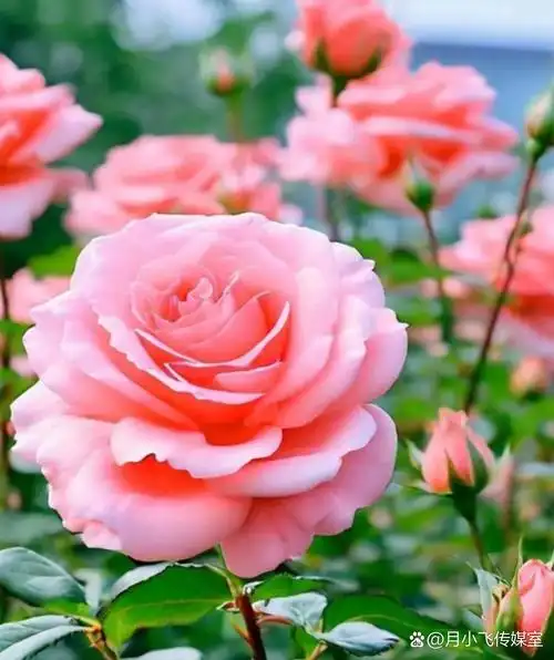 在阳光下熠熠生辉,闪烁着迷人的风彩,与绿叶相互映衬,显得花朵更加