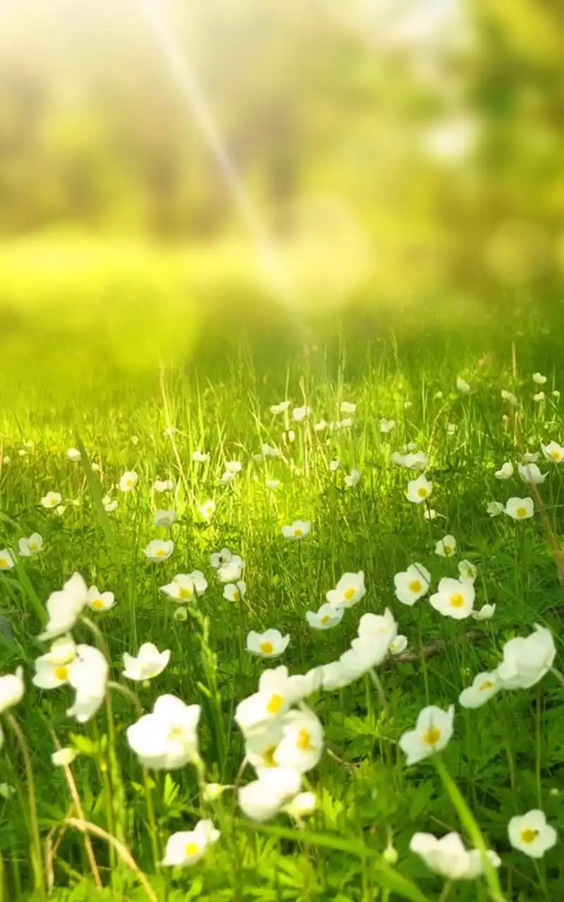 丛林里的阳光小清新高清梦幻手机壁纸