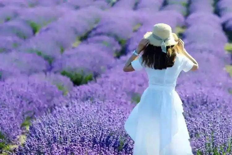 从赛里木湖到伊宁的路上,视线之内皆是绵延不断的薰衣草.