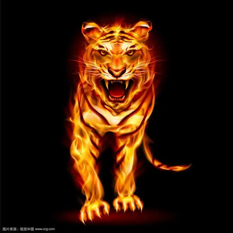 火虎在黑色背景上设计