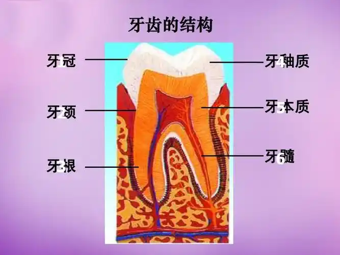 牙齿的结构 牙冠   牙颈   牙根   牙釉质   牙本质   牙髓
